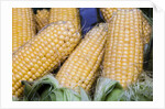Fresh sweet corn in Carmel Market by Anonymous