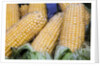 Fresh sweet corn in Carmel Market by Anonymous