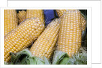 Fresh sweet corn in Carmel Market by Anonymous