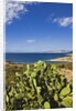 View near Ostriconi beach, Corsica, France by Anonymous