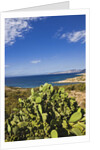 View near Ostriconi beach, Corsica, France by Anonymous