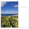 View near Ostriconi beach, Corsica, France by Anonymous
