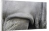 Detail, skin & shoulder of white rhinoceros (Ceratotherium simum) by Anonymous