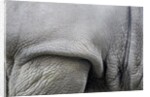 Detail, skin & shoulder of white rhinoceros (Ceratotherium simum) by Anonymous