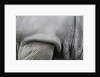 Detail, skin & shoulder of white rhinoceros (Ceratotherium simum) by Anonymous