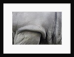 Detail, skin & shoulder of white rhinoceros (Ceratotherium simum) by Anonymous