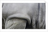 Detail, skin & shoulder of white rhinoceros (Ceratotherium simum) by Anonymous