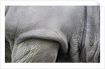 Detail, skin & shoulder of white rhinoceros (Ceratotherium simum) by Anonymous