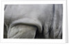 Detail, skin & shoulder of white rhinoceros (Ceratotherium simum) by Anonymous