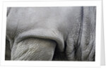 Detail, skin & shoulder of white rhinoceros (Ceratotherium simum) by Anonymous