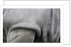 Detail, skin & shoulder of white rhinoceros (Ceratotherium simum) by Anonymous