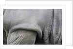 Detail, skin & shoulder of white rhinoceros (Ceratotherium simum) by Anonymous