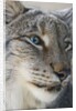Siberian lynx (Lynx lynx wrangeli) by Anonymous