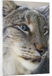 Siberian lynx (Lynx lynx wrangeli) by Anonymous