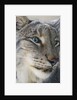 Siberian lynx (Lynx lynx wrangeli) by Anonymous