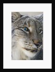 Siberian lynx (Lynx lynx wrangeli) by Anonymous