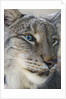 Siberian lynx (Lynx lynx wrangeli) by Anonymous