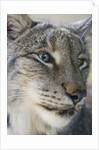 Siberian lynx (Lynx lynx wrangeli) by Anonymous