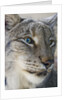 Siberian lynx (Lynx lynx wrangeli) by Anonymous