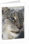 Siberian lynx (Lynx lynx wrangeli) by Anonymous