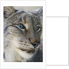 Siberian lynx (Lynx lynx wrangeli) by Anonymous
