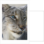 Siberian lynx (Lynx lynx wrangeli) by Anonymous