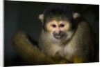 Black-handed spider monkey (Ateles geoffroyi) by Anonymous