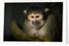 Black-handed spider monkey (Ateles geoffroyi) by Anonymous