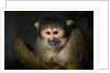 Black-handed spider monkey (Ateles geoffroyi) by Anonymous