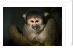 Black-handed spider monkey (Ateles geoffroyi) by Anonymous