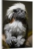 Cotton-top tamarin (Sanginus oedipus oedipus) by Anonymous