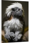 Cotton-top tamarin (Sanginus oedipus oedipus) by Anonymous