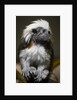 Cotton-top tamarin (Sanginus oedipus oedipus) by Anonymous