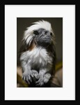 Cotton-top tamarin (Sanginus oedipus oedipus) by Anonymous
