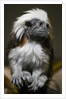 Cotton-top tamarin (Sanginus oedipus oedipus) by Anonymous