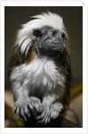 Cotton-top tamarin (Sanginus oedipus oedipus) by Anonymous