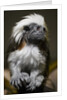 Cotton-top tamarin (Sanginus oedipus oedipus) by Anonymous