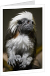 Cotton-top tamarin (Sanginus oedipus oedipus) by Anonymous
