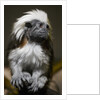 Cotton-top tamarin (Sanginus oedipus oedipus) by Anonymous