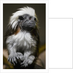 Cotton-top tamarin (Sanginus oedipus oedipus) by Anonymous