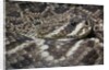 Eastern diamondback rattlesnake (Crotalus adamanteus) by Anonymous