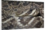 Eastern diamondback rattlesnake (Crotalus adamanteus) by Anonymous