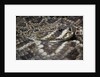 Eastern diamondback rattlesnake (Crotalus adamanteus) by Anonymous