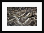 Eastern diamondback rattlesnake (Crotalus adamanteus) by Anonymous