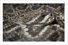 Eastern diamondback rattlesnake (Crotalus adamanteus) by Anonymous