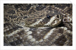 Eastern diamondback rattlesnake (Crotalus adamanteus) by Anonymous