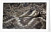 Eastern diamondback rattlesnake (Crotalus adamanteus) by Anonymous