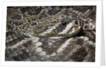 Eastern diamondback rattlesnake (Crotalus adamanteus) by Anonymous