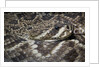 Eastern diamondback rattlesnake (Crotalus adamanteus) by Anonymous
