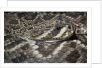 Eastern diamondback rattlesnake (Crotalus adamanteus) by Anonymous